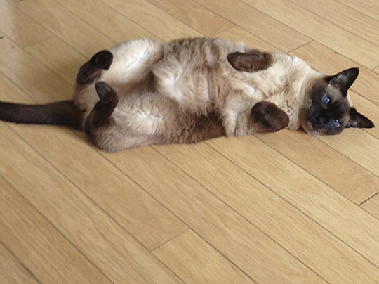 Sophia Michelle Delanner | About Anna... | Adam & Eve